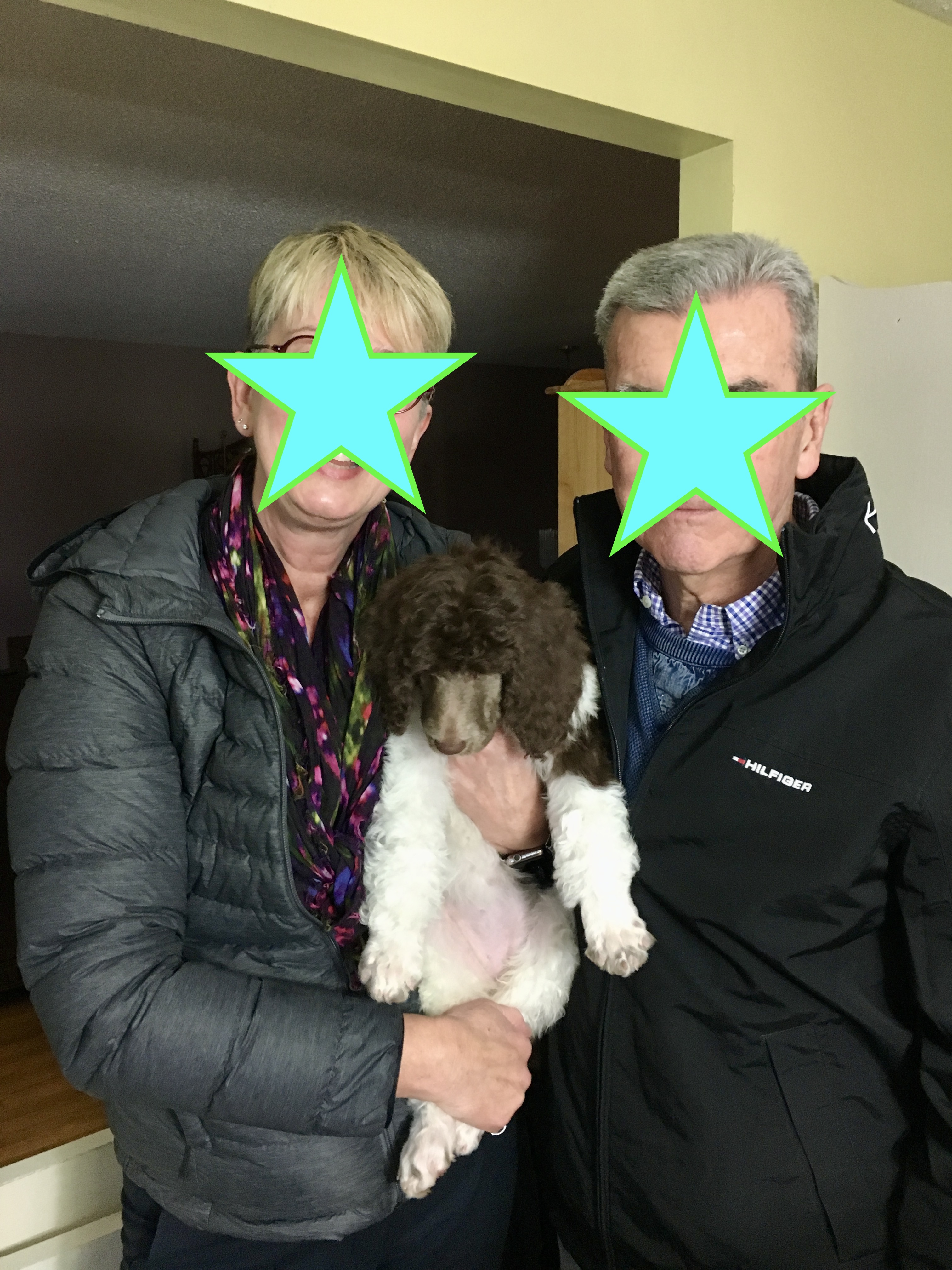 Service dog Therapy Dog Emotional support dog Large Medium Small poodles For Sale Poodle Available puppies Standard Poodle Pups AKC CKC Registered Breeder Edmonton Alberta Canada Black Blue Red Silver Brindle Phantom Parti Abstract Solid Cafe Au Lait Silver Beige OFA Heath Tested Available Stud Moyen Medium Small poodles For Sale Poodle Available puppies Standard Poodle Pups AKC CKC Registered Breeder Edmonton Alberta Canada Black Blue Red Silver Brindle Phantom Parti Abstract Solid Cafe Au Lait Silver Beige OFA Heath Tested Available Stud Moyen