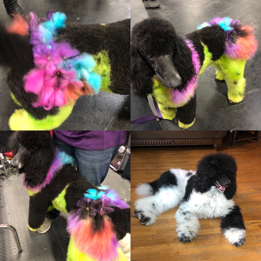 Service dog Therapy Dog Emotional support dog Large Medium Small poodles For Sale Poodle Available puppies Standard Poodle Pups AKC CKC Registered Breeder Edmonton Alberta Canada Black Blue Red Silver Brindle Phantom Parti Abstract Solid Cafe Au Lait Silver Beige OFA Heath Tested Available Stud Moyen Medium Small poodles For Sale Poodle Available puppies Standard Poodle Pups AKC CKC Registered Breeder Edmonton Alberta Canada Black Blue Red Silver Brindle Phantom Parti Abstract Solid Cafe Au Lait Silver Beige OFA Heath Tested Available Stud Moyen