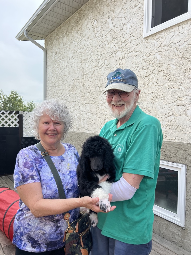Service dog Therapy Dog Emotional support dog Large Medium Small poodles For Sale Poodle Available puppies Standard Poodle Pups AKC CKC Registered Breeder Edmonton Alberta Canada Black Blue Red Silver Brindle Phantom Parti Abstract Solid Cafe Au Lait Silver Beige OFA Heath Tested Available Stud Moyen Medium Small poodles For Sale Poodle Available puppies Standard Poodle Pups AKC CKC Registered Breeder Edmonton Alberta Canada Black Blue Red Silver Brindle Phantom Parti Abstract Solid Cafe Au Lait Silver Beige OFA Heath Tested Available Stud Moyen