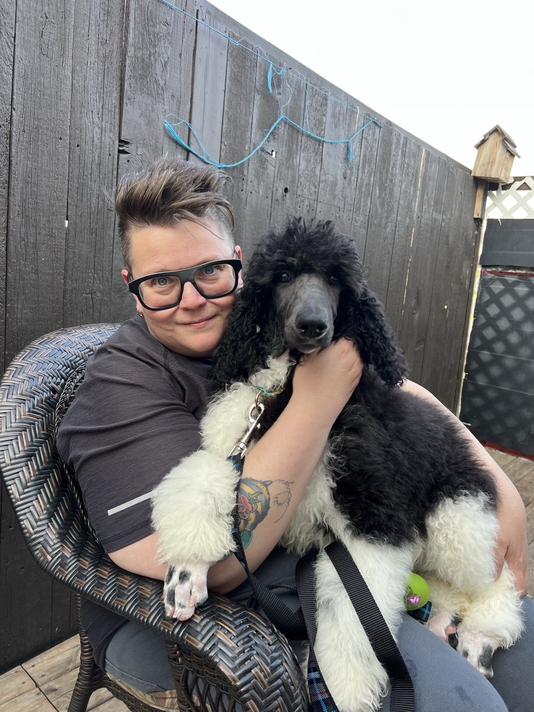 Service dog Therapy Dog Emotional support dog Large Medium Small poodles For Sale Poodle Available puppies Standard Poodle Pups AKC CKC Registered Breeder Edmonton Alberta Canada Black Blue Red Silver Brindle Phantom Parti Abstract Solid Cafe Au Lait Silver Beige OFA Heath Tested Available Stud Moyen Medium Small poodles For Sale Poodle Available puppies Standard Poodle Pups AKC CKC Registered Breeder Edmonton Alberta Canada Black Blue Red Silver Brindle Phantom Parti Abstract Solid Cafe Au Lait Silver Beige OFA Heath Tested Available Stud Moyen