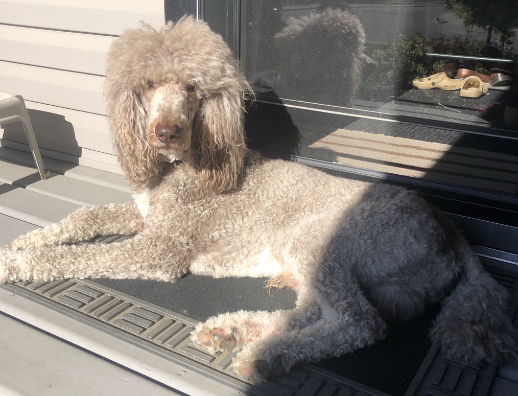 Small standard poodle puppies For Sale Poodle Available puppies Standard Poodle Pups AKC CKC Registered Breeder Edmonton Alberta Canada Black Blue Red Silver Brindle Phantom Parti Abstract Solid Cafe Au Lait Silver Beige OFA Heath Tested Available Stud Moyen