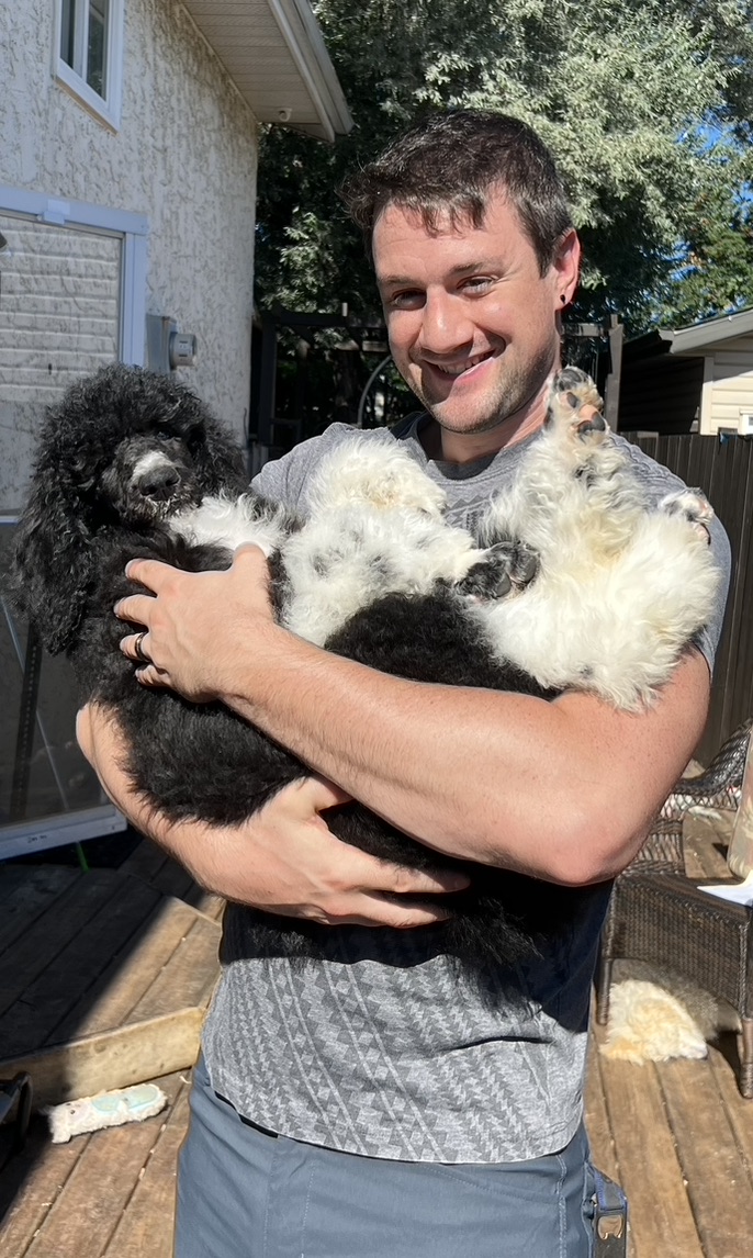 Service dog Therapy Dog Emotional support dog Large Medium Small poodles For Sale Poodle Available puppies Standard Poodle Pups AKC CKC Registered Breeder Edmonton Alberta Canada Black Blue Red Silver Brindle Phantom Parti Abstract Solid Cafe Au Lait Silver Beige OFA Heath Tested Available Stud Moyen Medium Small poodles For Sale Poodle Available puppies Standard Poodle Pups AKC CKC Registered Breeder Edmonton Alberta Canada Black Blue Red Silver Brindle Phantom Parti Abstract Solid Cafe Au Lait Silver Beige OFA Heath Tested Available Stud Moyen