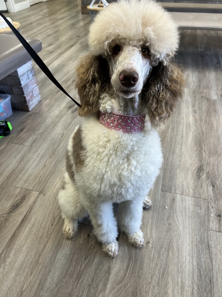 Service dog Therapy Dog Emotional support dog Large Medium Small poodles For Sale Poodle Available puppies Standard Poodle Pups AKC CKC Registered Breeder Edmonton Alberta Canada Black Blue Red Silver Brindle Phantom Parti Abstract Solid Cafe Au Lait Silver Beige OFA Heath Tested Available Stud Moyen standard poodle puppies For Sale Poodle Available puppies Standard Poodle Pups AKC CKC Registered Breeder Edmonton Alberta Canada Black Blue Red Silver Brindle Phantom Parti Abstract Solid Cafe Au Lait Silver Beige OFA Heath Tested Available Stud Moyen